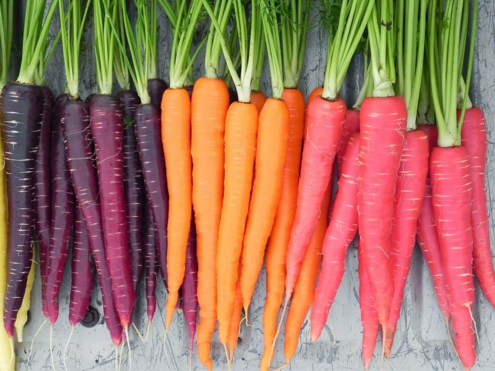 Benefici delle carote: perché dovremmo mangiarle più spesso